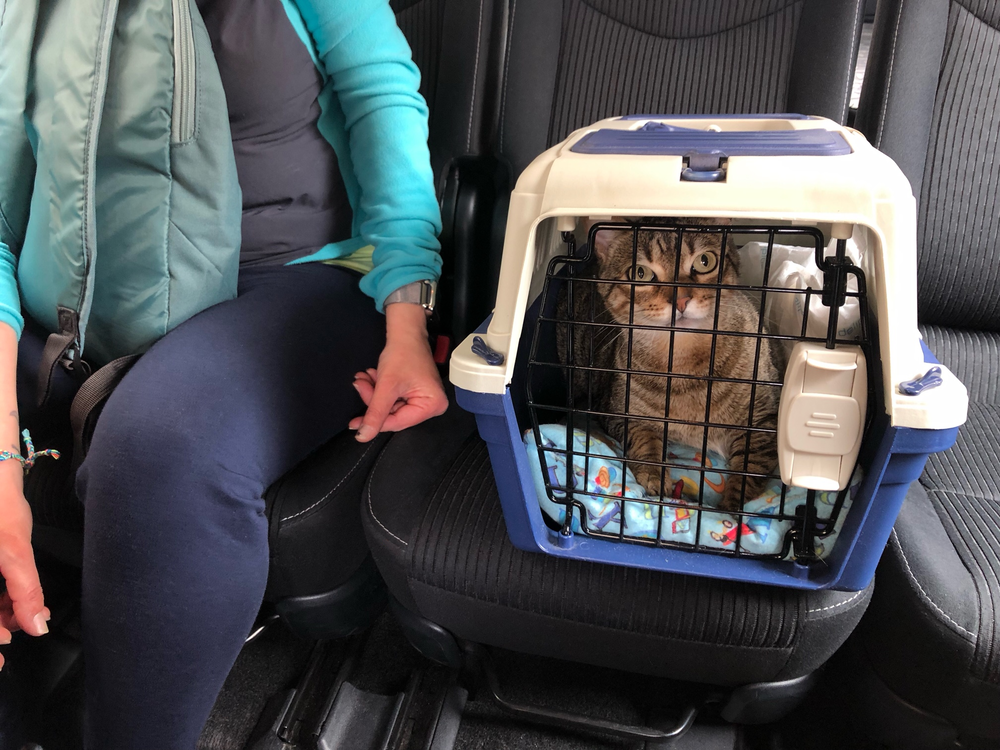 Taxi mascota